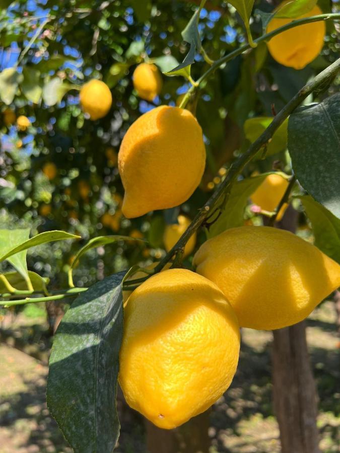 Tenuta Di Leva Piano di Sorrento Buitenkant foto